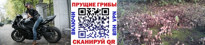 закладка  Волгоград  Псилоцибиновые грибы ЛСД 